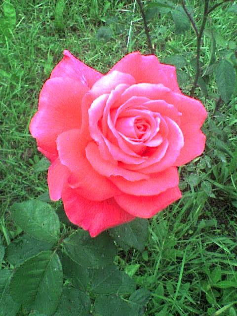 DSC000771.jpg