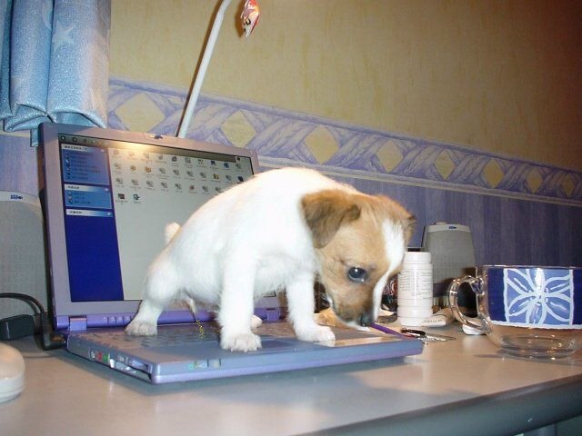 doggy.jpg