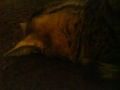 DSC01154.JPG