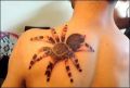 tatu1.jpg